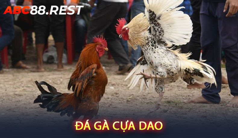 Đá gà cựa dao